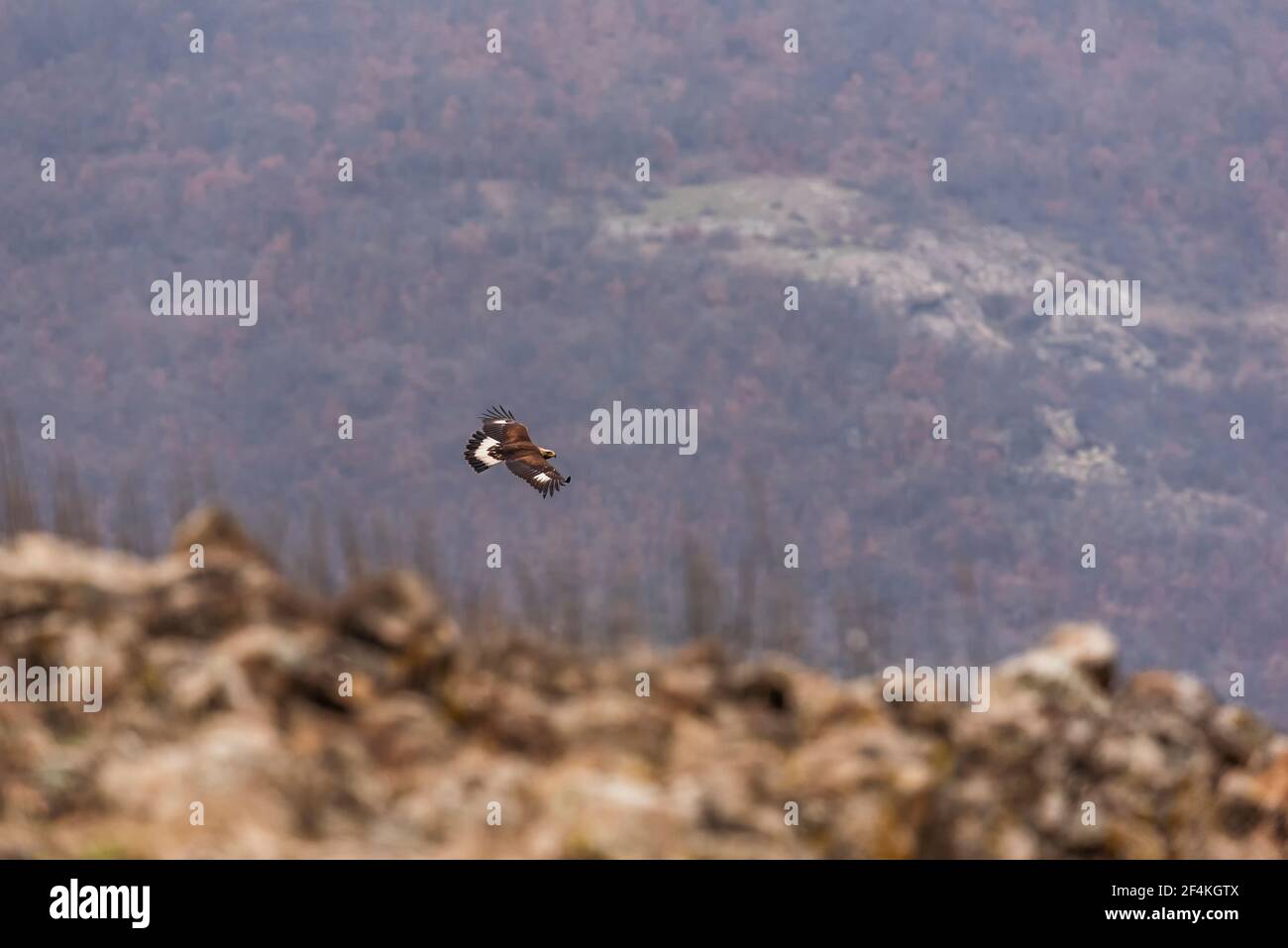 Golden Eagle (Orel skalní) dans son environnement naturel dans le pays d'Europe Banque D'Images