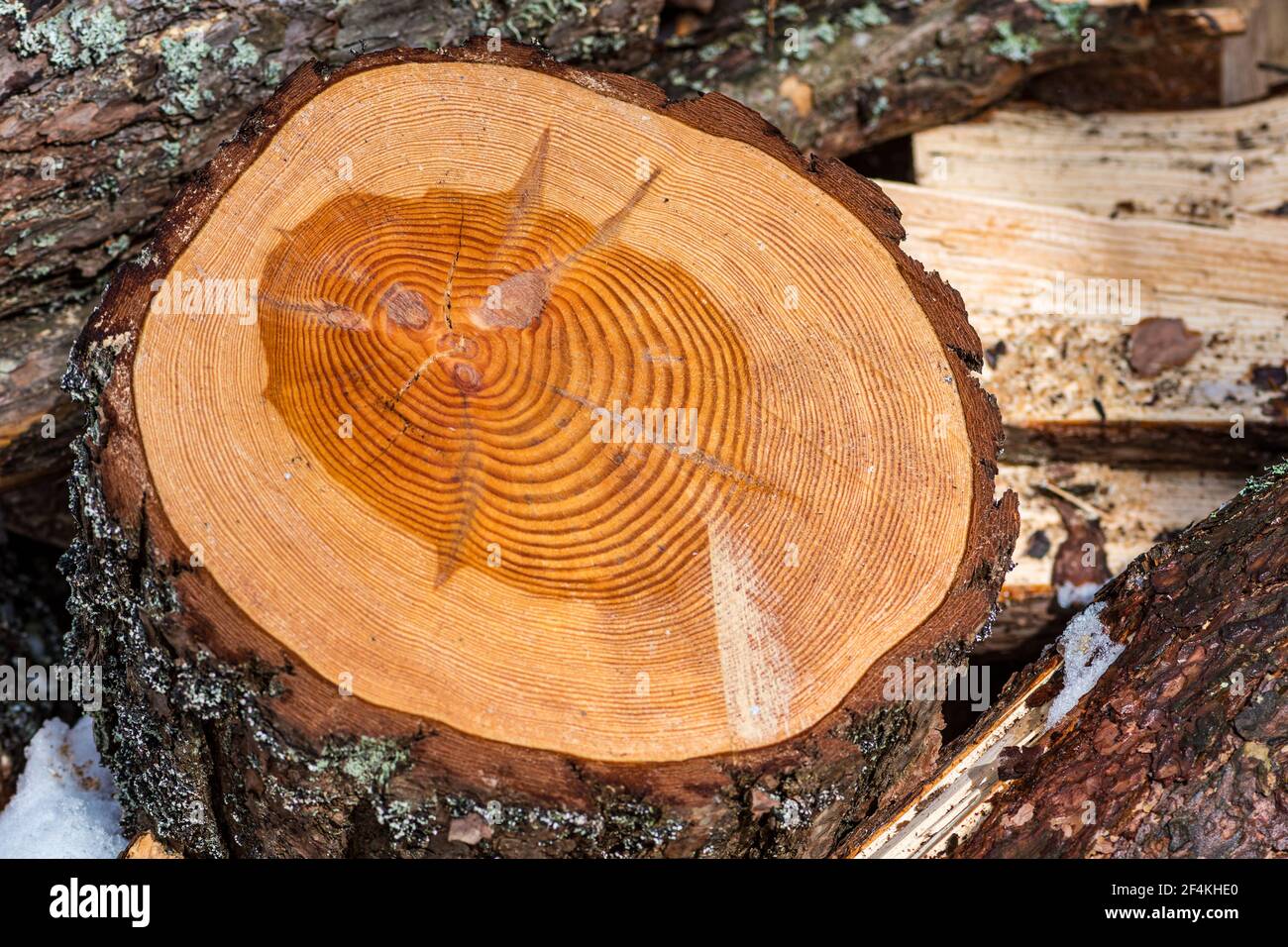 Grand morceau circulaire de section en bois avec tronc anneaux de texture et fissures, gros plan Banque D'Images