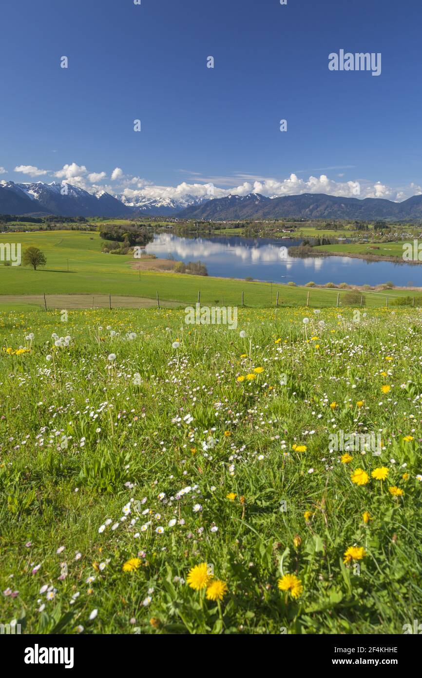 Géographie / voyage, Allemagne, Bavière, Lac Riegg (Riegsee), pré de printemps au Lac Rieg (Riegsee) les es, droits supplémentaires-déstockage-Info-non-disponible Banque D'Images