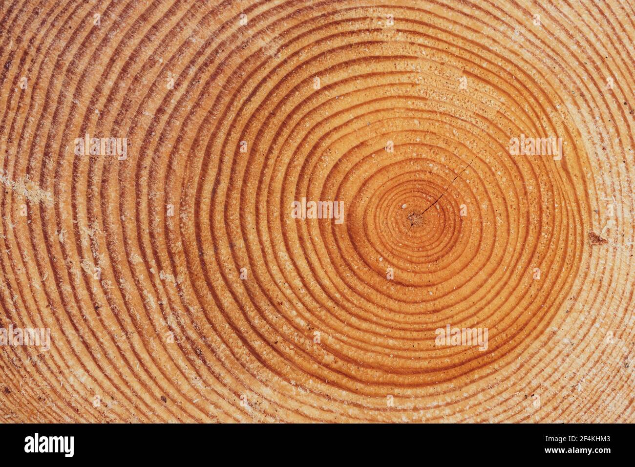 Grand morceau circulaire de section en bois avec tronc anneaux de texture et fissures, gros plan Banque D'Images