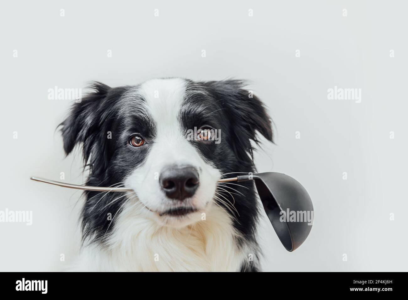 Portrait amusant de joli chien de chiot bordure collie tenant cuisine cuillère louche dans la bouche isolé sur fond blanc. Dîner de cuisine avec chien de chef. Maison FO Banque D'Images