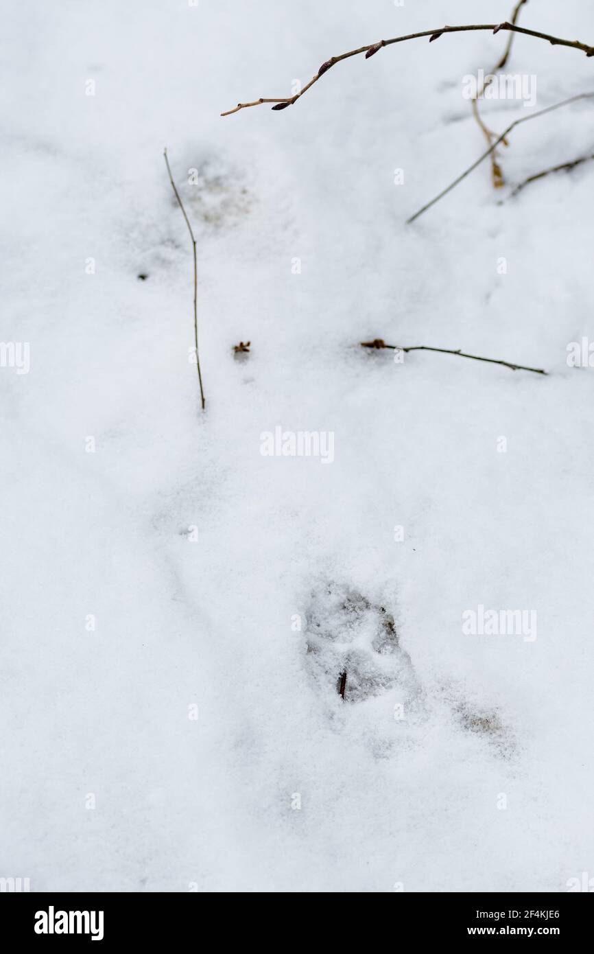 Les empreintes de pas de renard dans la neige en hiver ou au printemps dans la forêt ou les bois, gros plan, vertical Banque D'Images