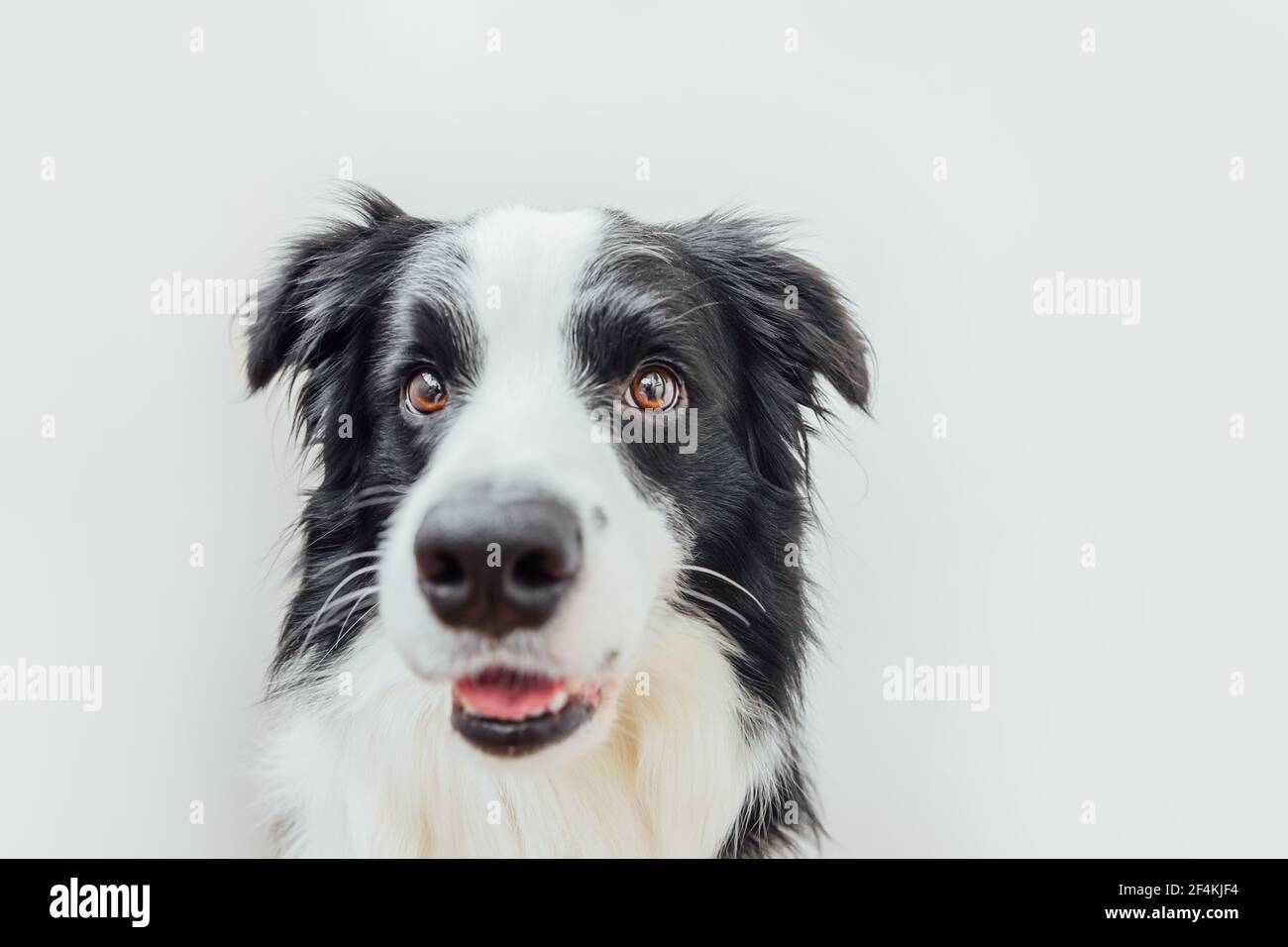 Drôle studio portrait de mignon sourire chien bordure collie isolé sur fond blanc. Nouveau charmant membre de la famille, petit chien qui fait l'observation et attend Banque D'Images