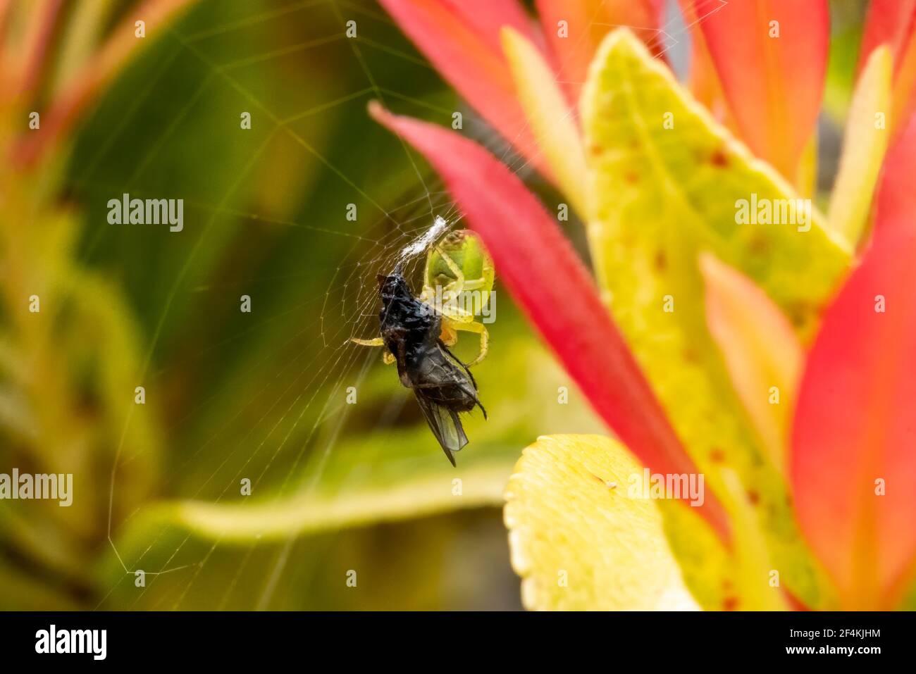 Une jeune araignée verte de concombre (araniella cucurbitina) au printemps qui est une araignée verte de jardin commune qui attrape sa proie d'insecte de mouche par l'buildin Banque D'Images