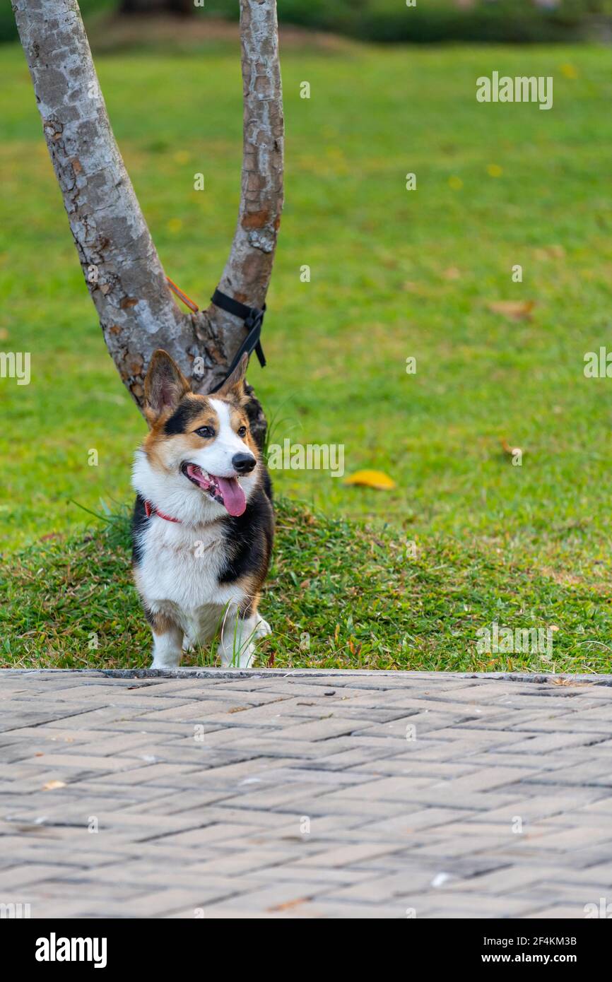 Photo verticale de beau Cardigan gallois corgi chien debout à côté à l'arbre Banque D'Images