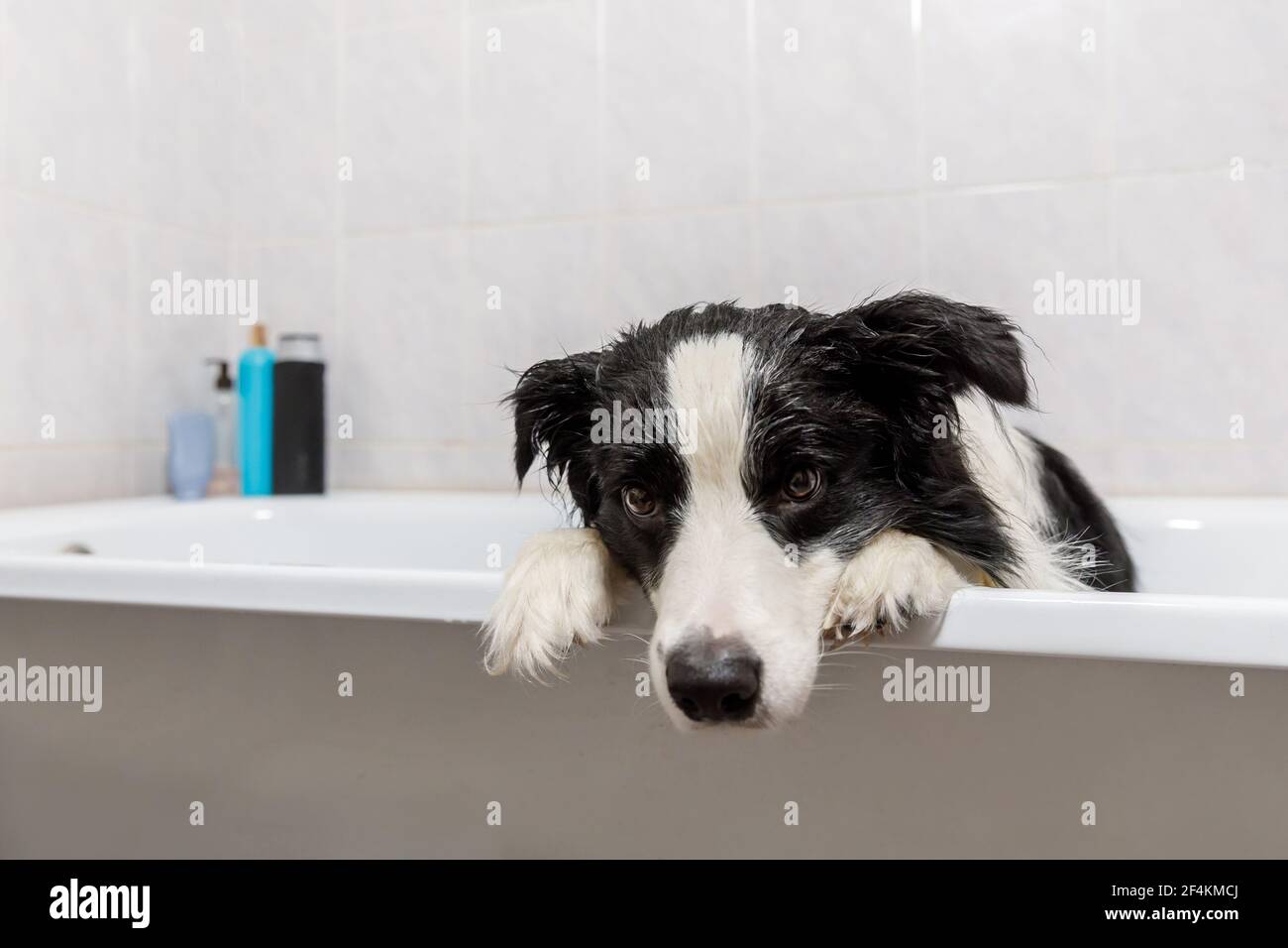 Drôle portrait intérieur de chien de chiot bordure collie assis dans le bain obtient bulle bain douche avec le shampooing. Mignon petit chien mouillé dans la baignoire dans le toilettage s Banque D'Images