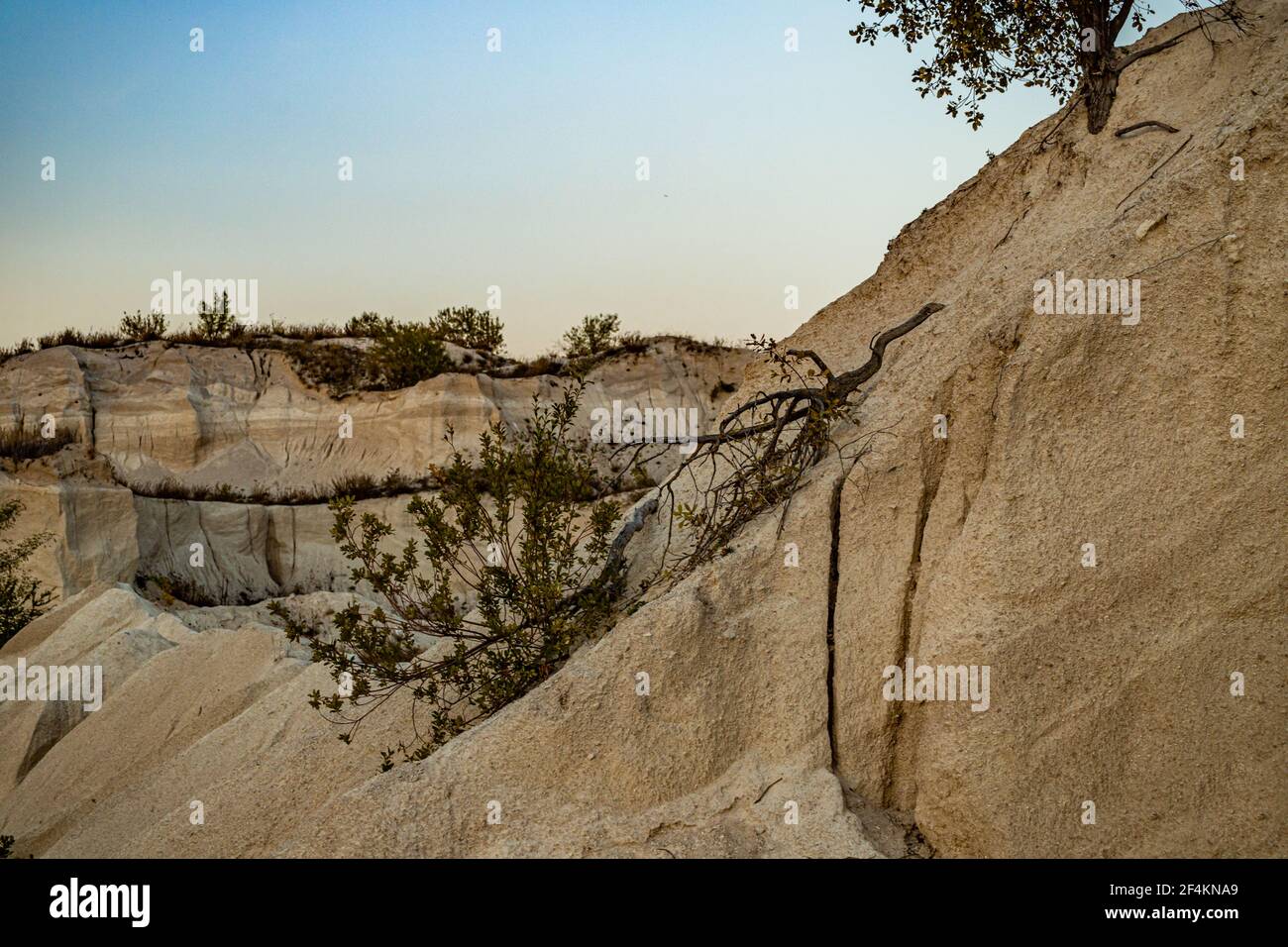 Arbre brisé sur une roche de carrière de sable. Il est sur la pierre dans la lumière du coucher du soleil Banque D'Images