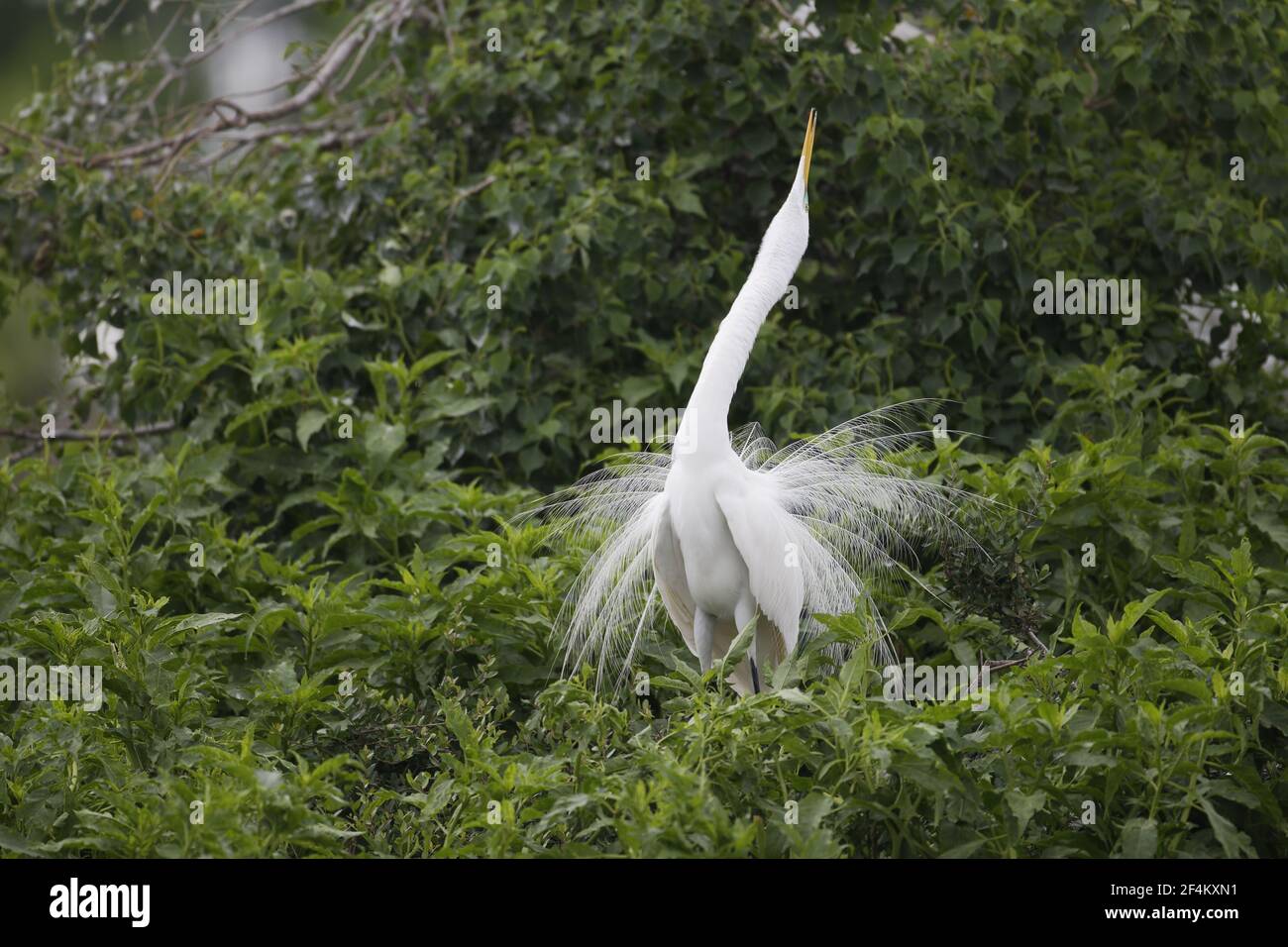 Great White Egret - Homme présentant Ardea alba High Island Rookery Texas, Etats-Unis BI023142 Banque D'Images