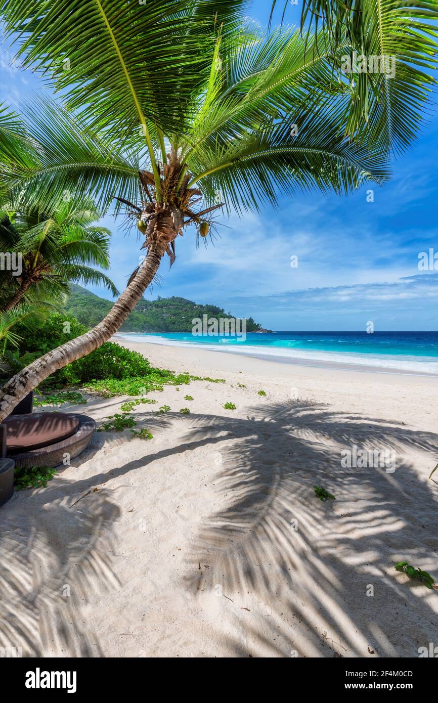 Plage tropicale ensoleillée. Plage de sable avec palmiers à coco et mer turquoise. Vacances d'été et concept de plage tropicale. Banque D'Images