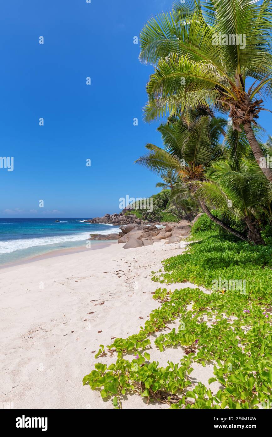 Plage tropicale ensoleillée. Plage de sable avec palmiers à coco et mer turquoise. Vacances d'été et concept de plage tropicale. Banque D'Images