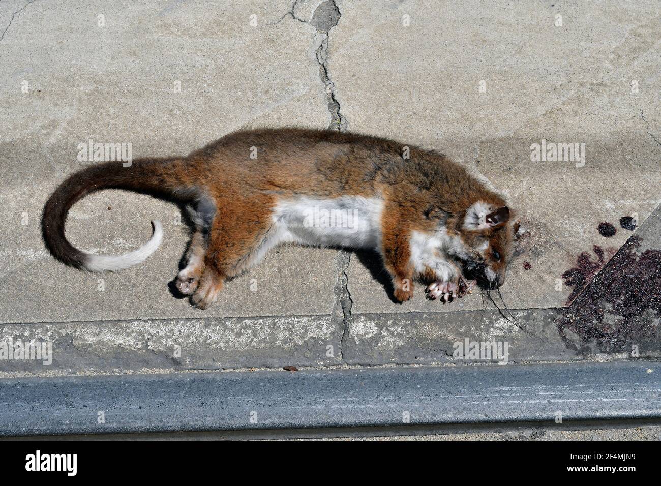 Australie, opossum mort, victime de la circulation à Melbourne Banque D'Images