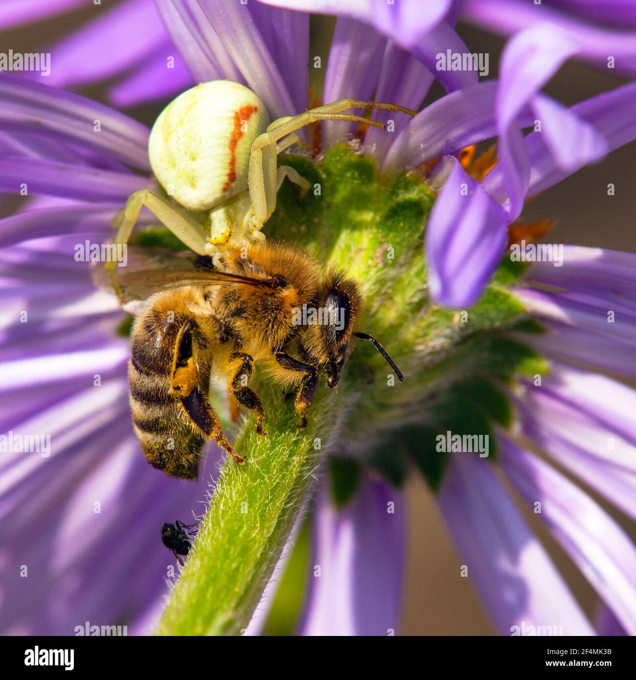 Abeille tuée par une araignée, un chasseur et une victime, APIS mellifera Banque D'Images