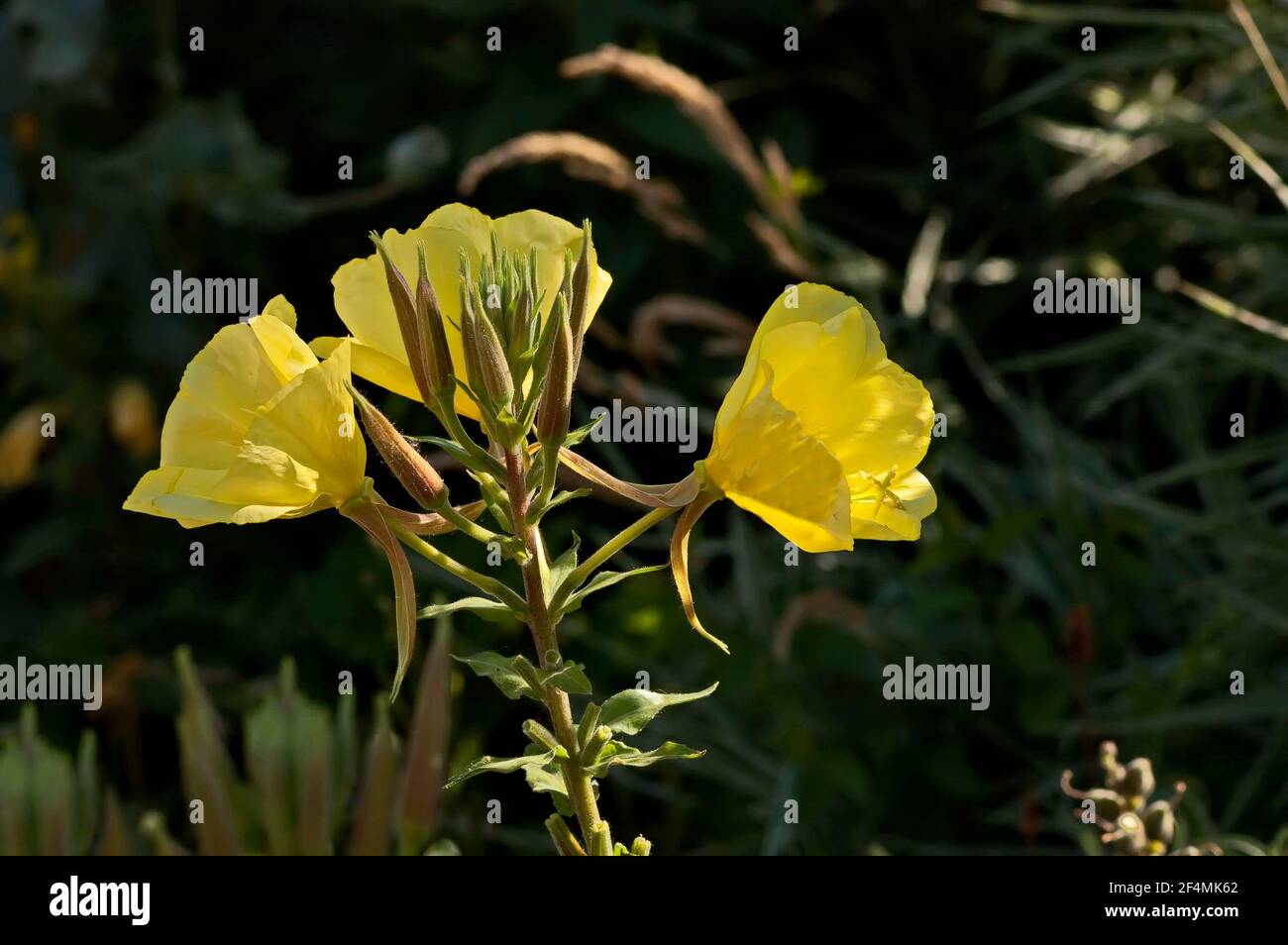 Onagre jaune du soir ou Oenothera speciosa floraison sur le pré de printemps, Nisovo, Bulgarie Banque D'Images