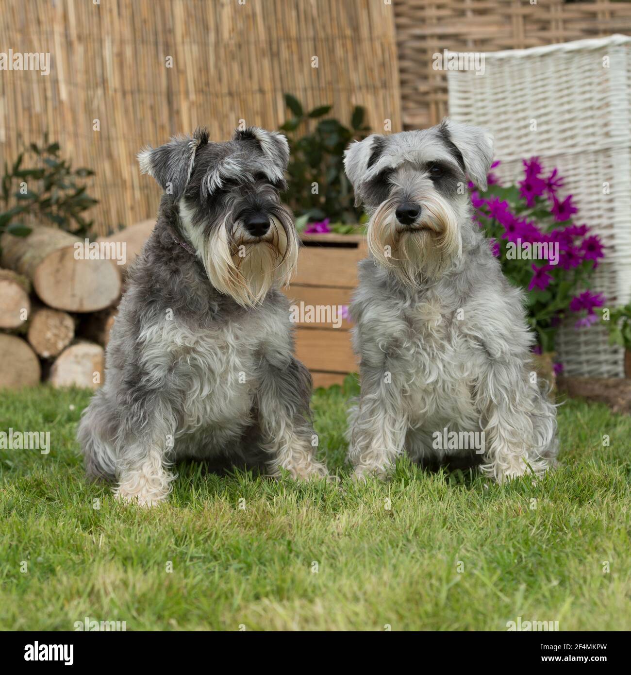 paire de chiens schnauzer miniatures dans le jardin Banque D'Images