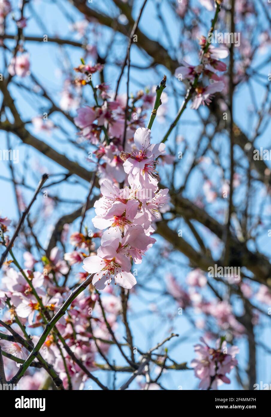 Brighton UK 22 mars 2021 - Blossom dans les jardins Pavilion Brighton dans un beau soleil chaud de printemps mais un temps beaucoup plus froid est prévu pour plus tard dans la semaine dans toute la Grande-Bretagne : crédit Simon Dack / Alamy Live News Banque D'Images