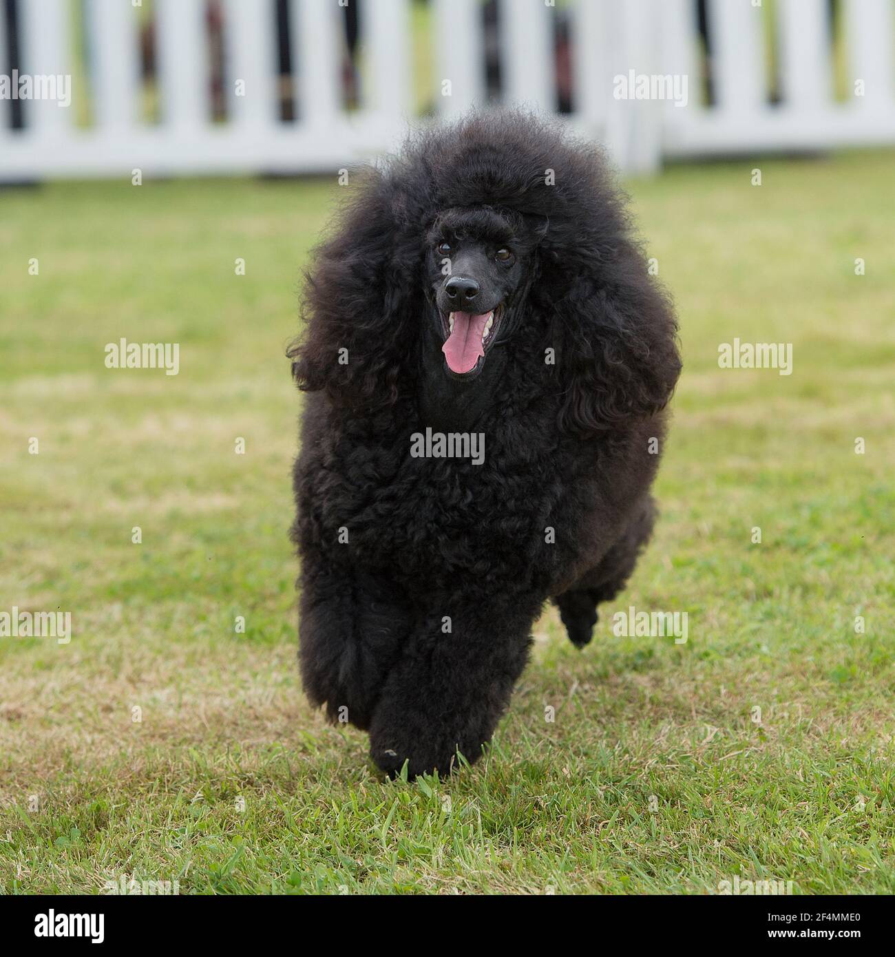 Caniche miniature Banque D'Images