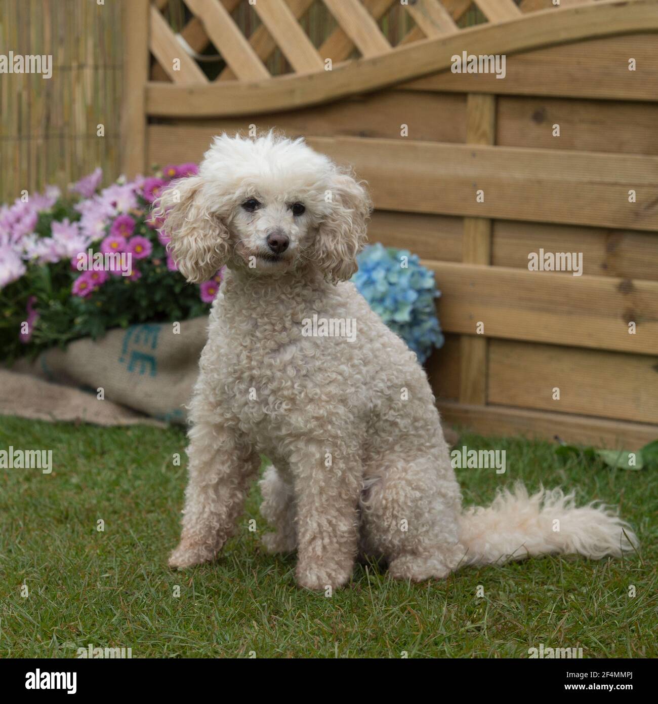 Caniche miniature Banque D'Images