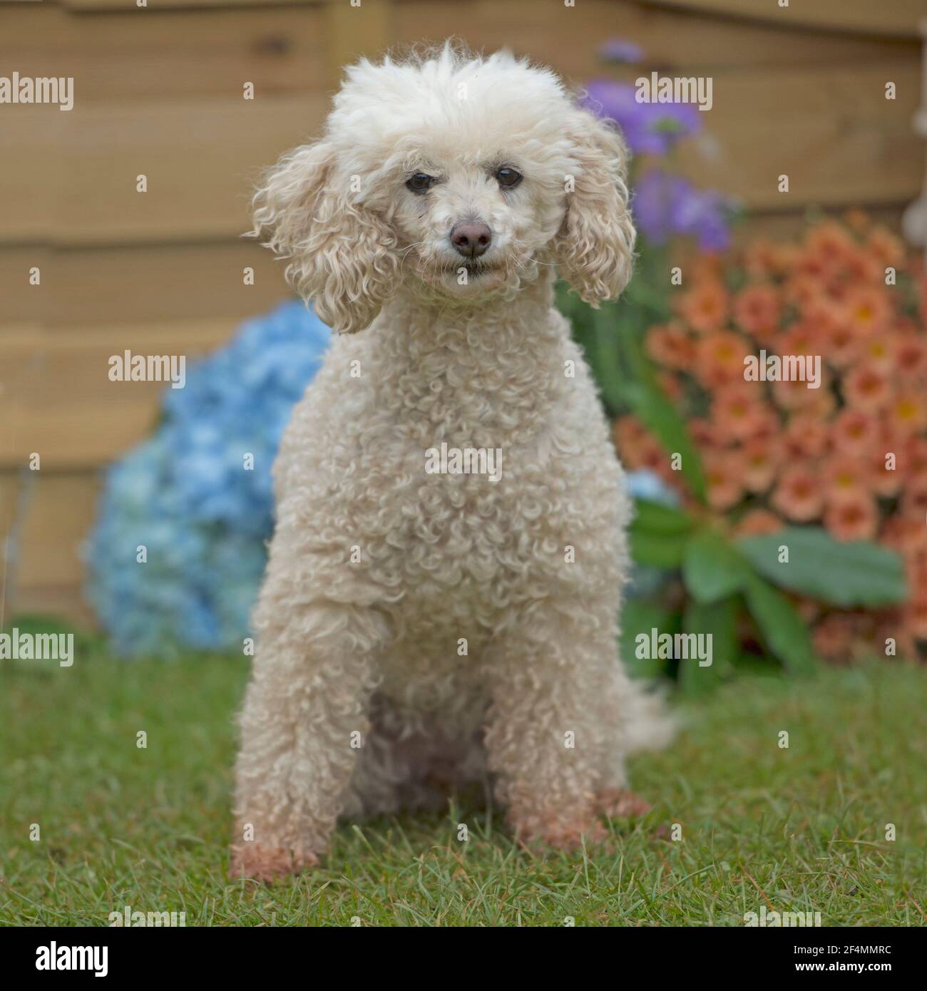 Caniche miniature Banque D'Images