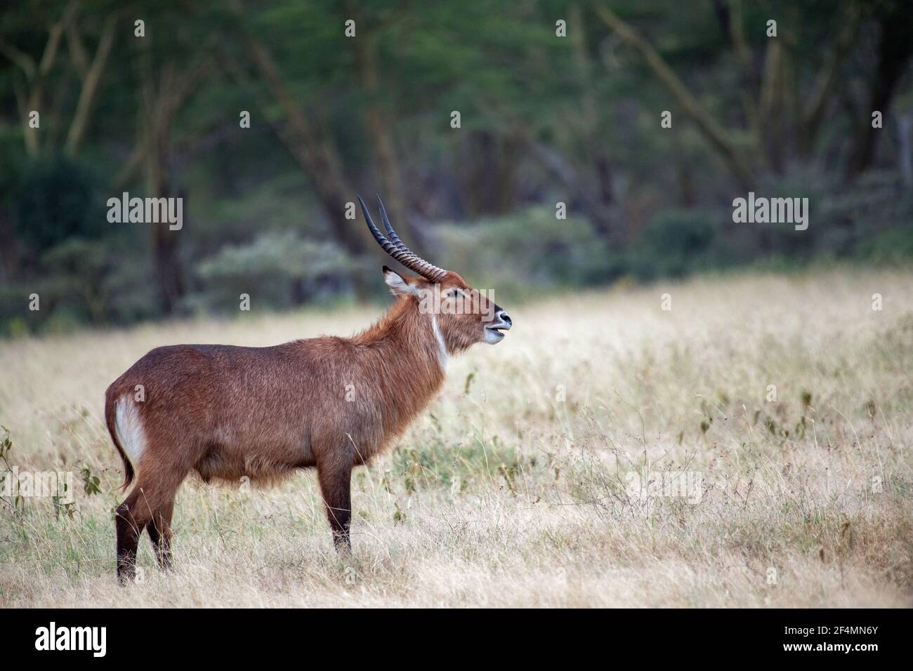 Waterbuck (Kobus ellipsiprymnus) Promenade dans la prairie sèche du lac Nakuru au Kenya Banque D'Images