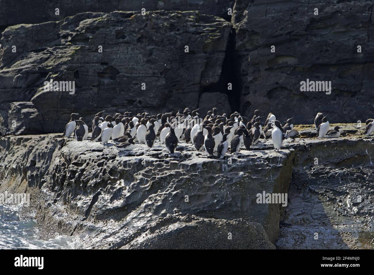 Guillemot - à la base de la falaise de la colonie reproductrice Uria aalge Noss nature Reserve Shetland, Royaume-Uni BI023738 Banque D'Images