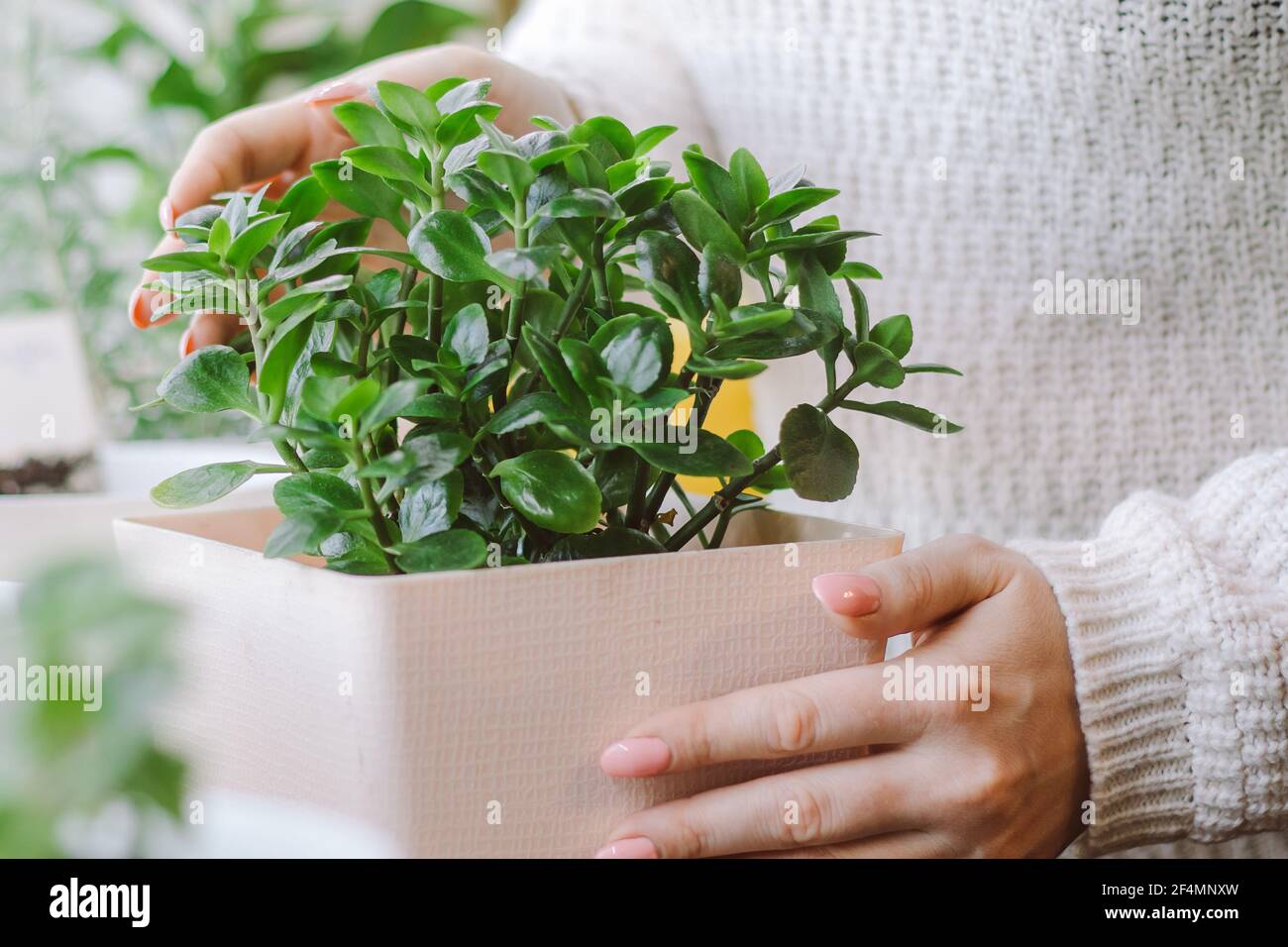 Femme tient pot avec plante à la maison dans ses mains. Style de vie écologique. Concept de jardinage à la maison. Fleurs en pot en pleine croissance. Banque D'Images