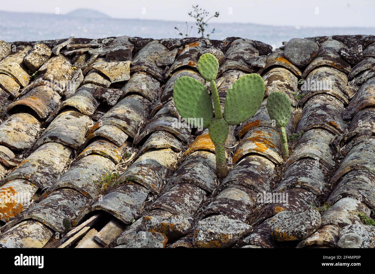 Plante typique de la Méditerranée en Sicile plantes de cactus poire sur le toit de la maison abandonnée Banque D'Images