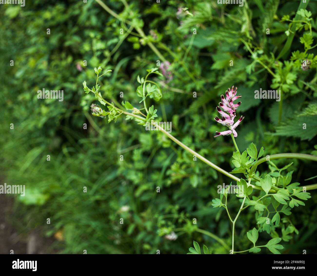 Fleur de vesce rose en pleine croissance sauvage dans un hedgerow. Banque D'Images