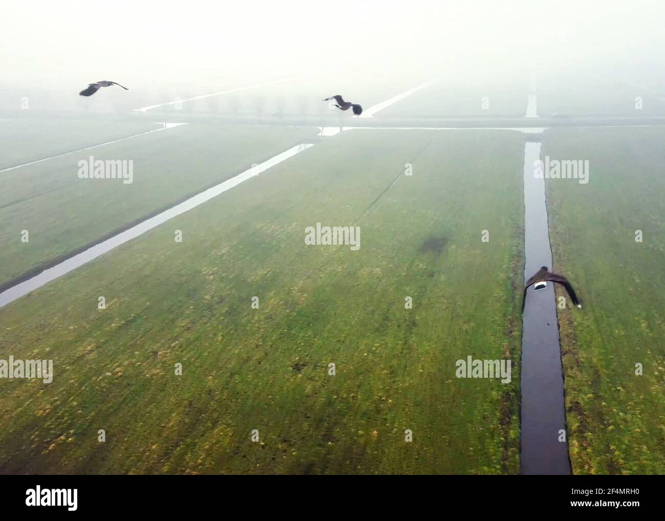 Il s'agit d'une image prise par Drone en début de matinée dans la polder Alblasserwaard aux pays-Bas. Certaines oies ont volé par le drone. Banque D'Images