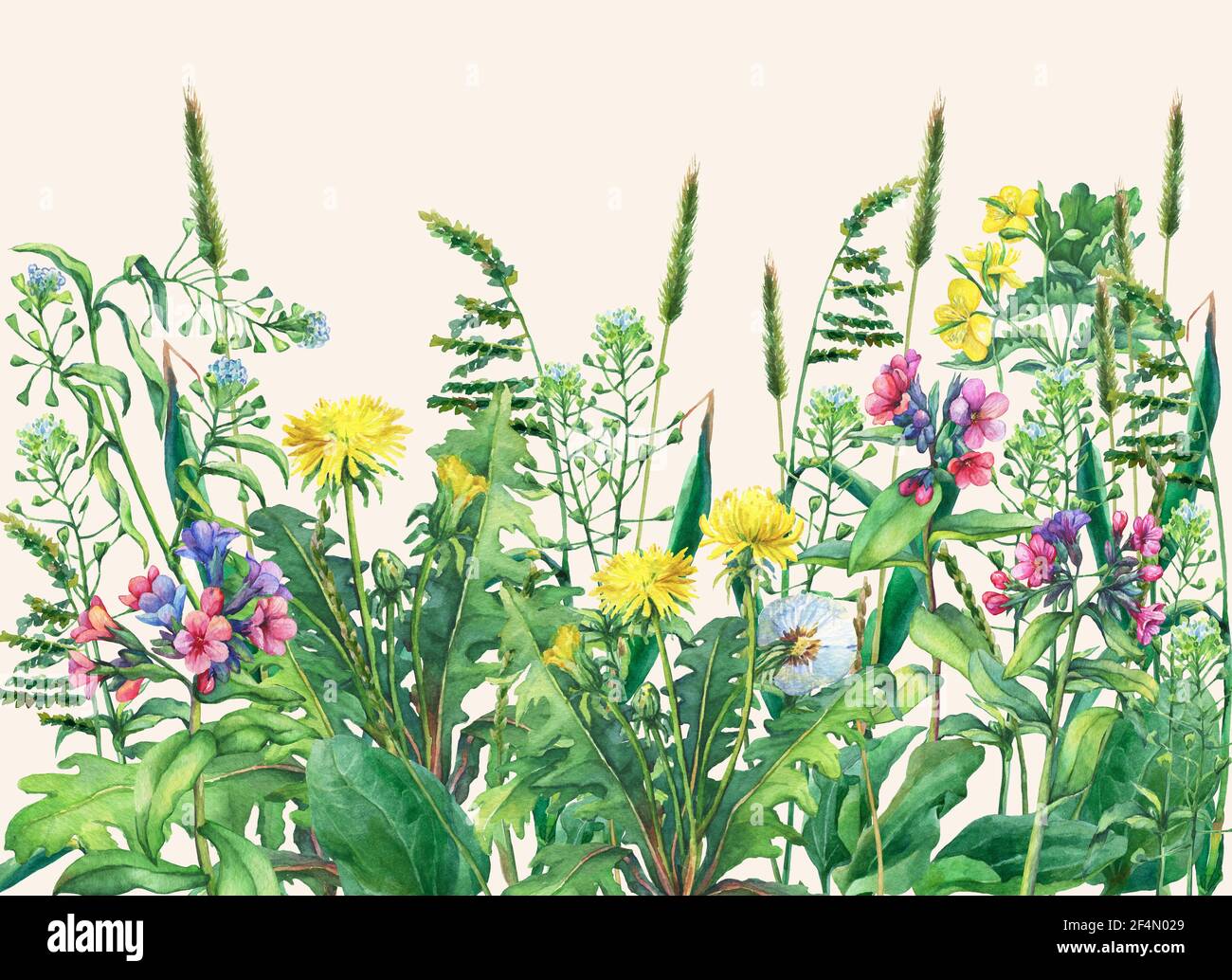 Vue panoramique sur les fleurs sauvages des prairies et l'herbe. Bordure horizontale avec fleurs et herbes. Illustration aquarelle isolée sur fond jaune Banque D'Images