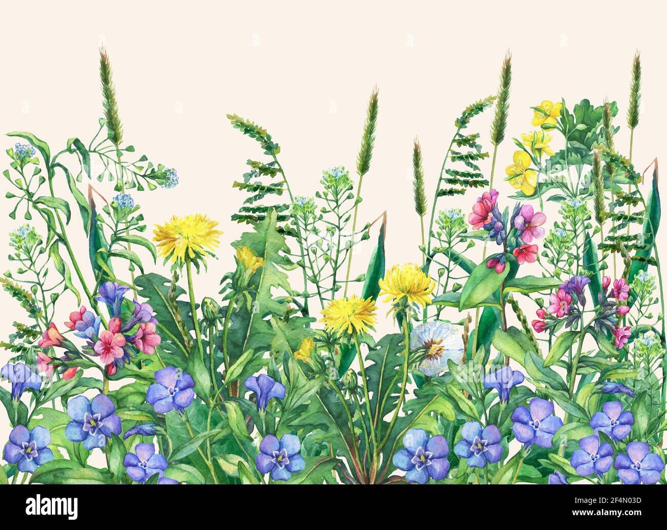 Vue panoramique sur les fleurs sauvages des prairies et l'herbe. Bordure horizontale avec fleurs et herbes. Illustration aquarelle isolée sur fond jaune Banque D'Images