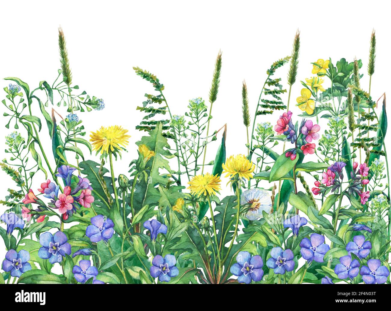 Vue panoramique sur les fleurs sauvages des prairies et l'herbe. Bordure horizontale avec fleurs et herbes. Illustration aquarelle isolée sur fond blanc. Banque D'Images