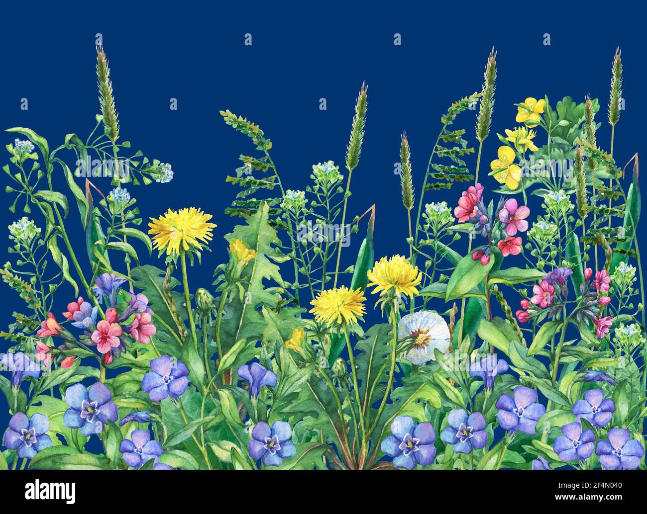 Vue panoramique sur les fleurs sauvages des prairies et l'herbe. Bordure horizontale avec fleurs et herbes. Illustration aquarelle isolée sur fond bleu. Banque D'Images