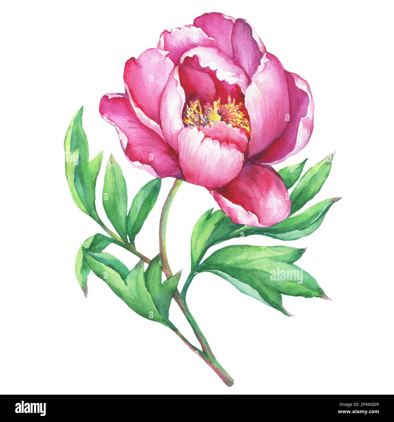 La branche de la pivoine rose à fleurs, isolée sur fond blanc. Aquarelle  dessin à la main Photo Stock - Alamy