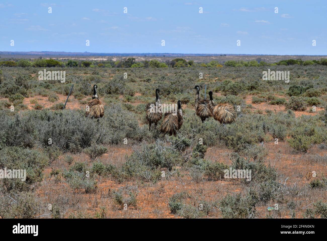 Australie, groupe d'oiseaux d'émeu dans l'Outback australien Banque D'Images