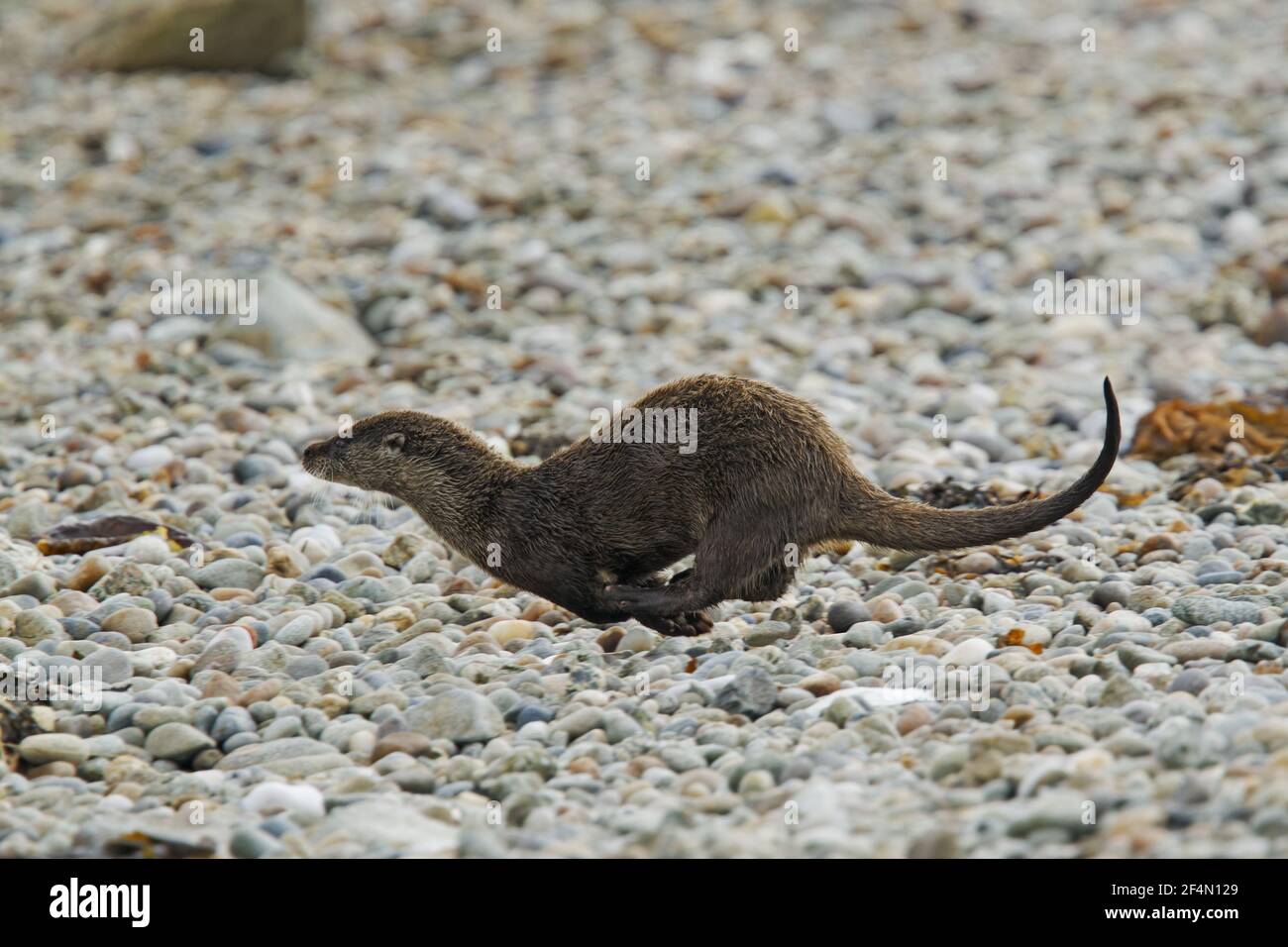 Otter traversant la plage vers l'algue Lutra lutra Shetland, Royaume-Uni MA002386 Banque D'Images