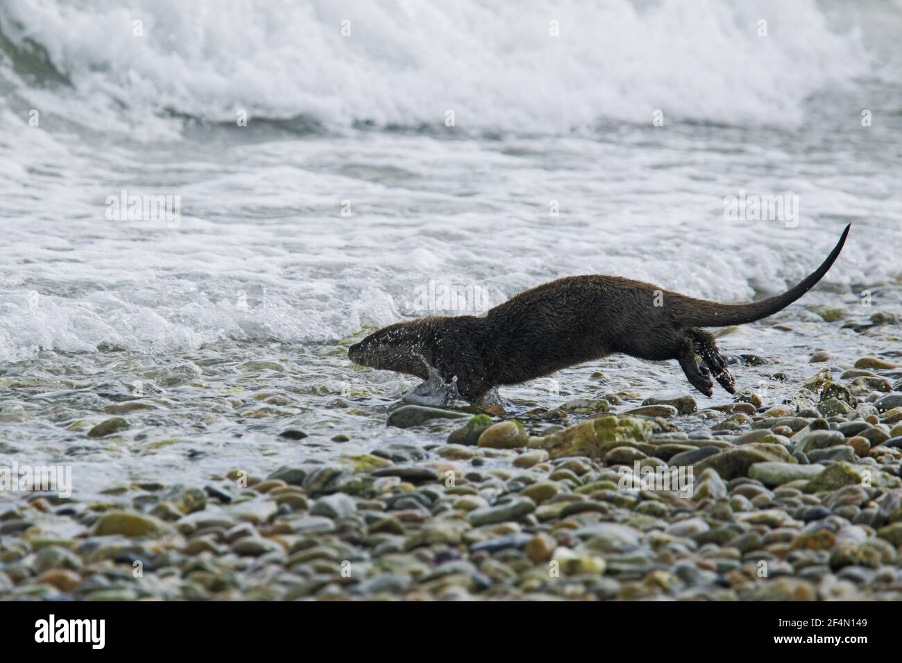 Otter traversant la plage vers l'algue Lutra lutra Shetland, Royaume-Uni MA002394 Banque D'Images