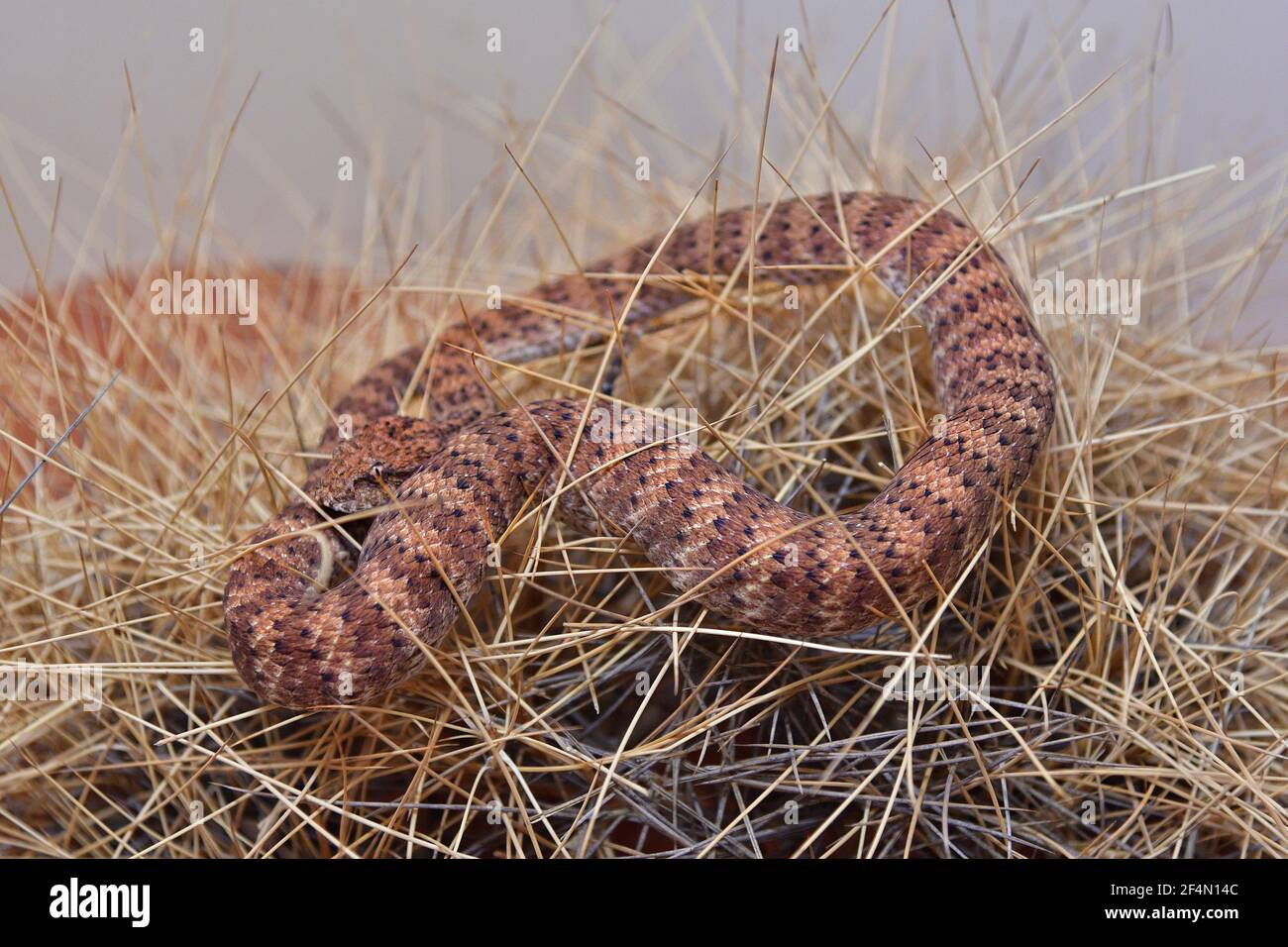 L'Australie, le désert Death Adder serpent Banque D'Images