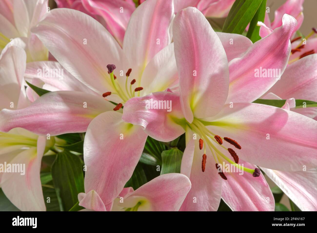 Fleurs de nénuphars roses. Banque D'Images