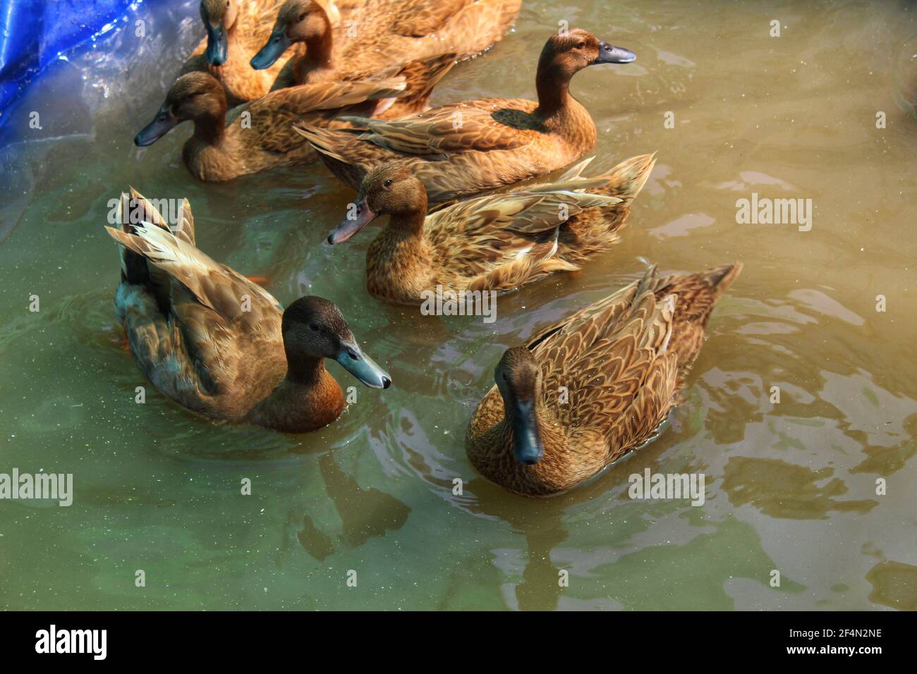 Les canards bruns sauvages se rassemblent dans l'eau du lac Banque D'Images