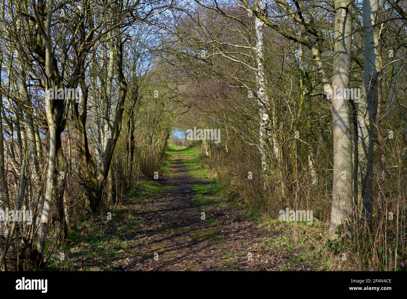 North Cliffe Wood, East Yorkshire, Angleterre, Royaume-Uni Banque D'Images