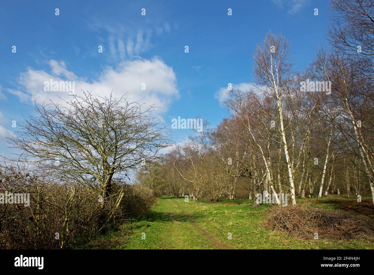 North Cliffe Wood, East Yorkshire, Angleterre, Royaume-Uni Banque D'Images