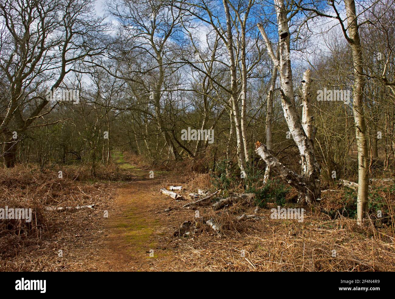 North Cliffe Wood, East Yorkshire, Angleterre, Royaume-Uni Banque D'Images