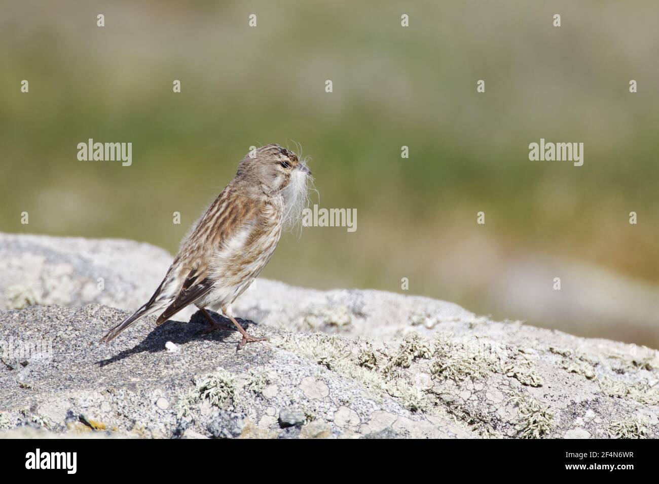 Linnet - femelle la collecte de matériel de nidification Carduelis cannabina Guernsey Channel Islands, UK BI024575 Banque D'Images