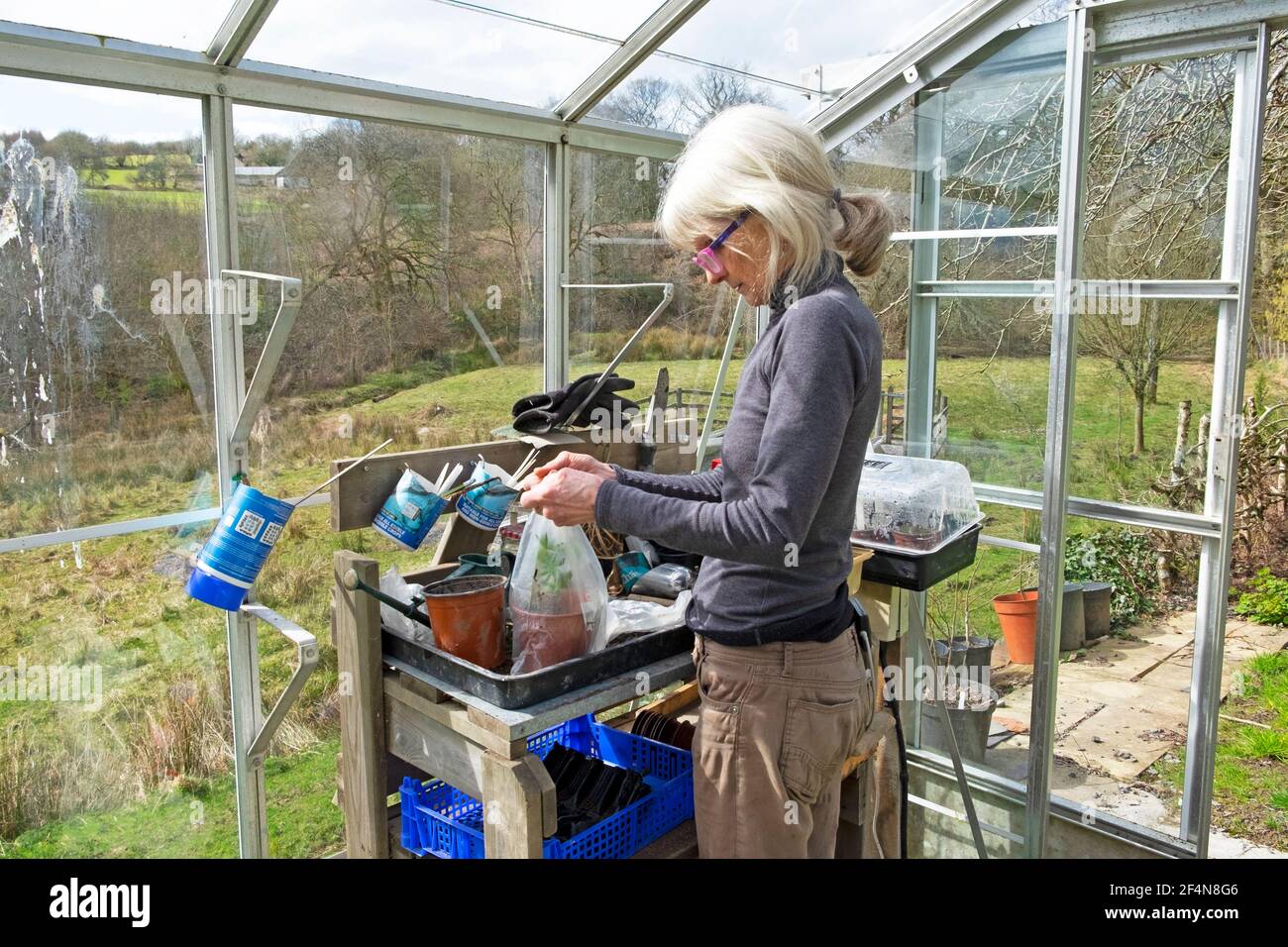 Une femme plus âgée à l'intérieur d'une serre nouant un sac en plastique coupe de plantes en pot à une table de jardinage au printemps PAYS DE GALLES ROYAUME-UNI KATHY DEWITT Banque D'Images