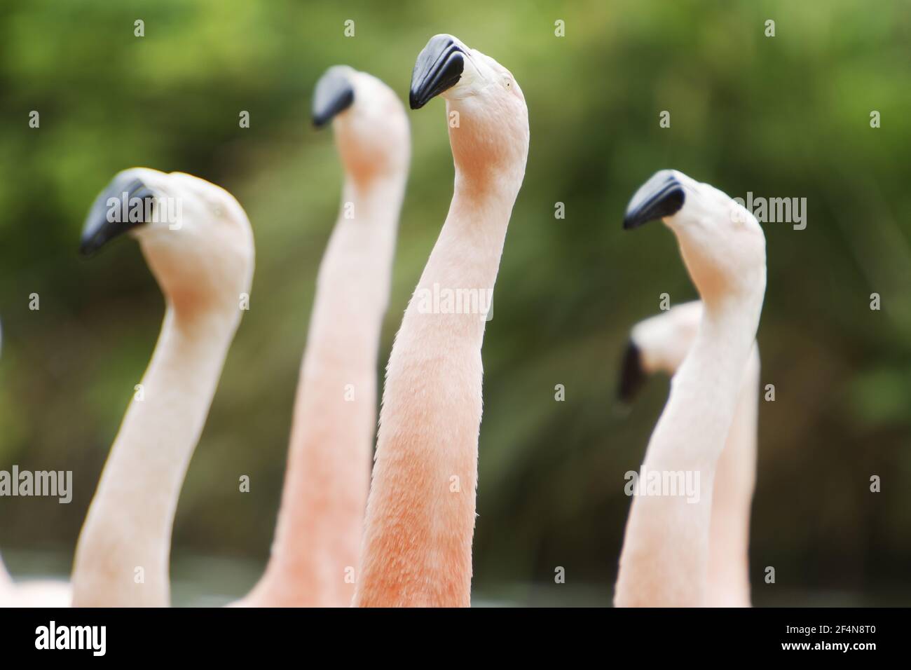 Flamingo chiliens - danse de cour Phoenicopterus chilensis BI024753 captif Banque D'Images