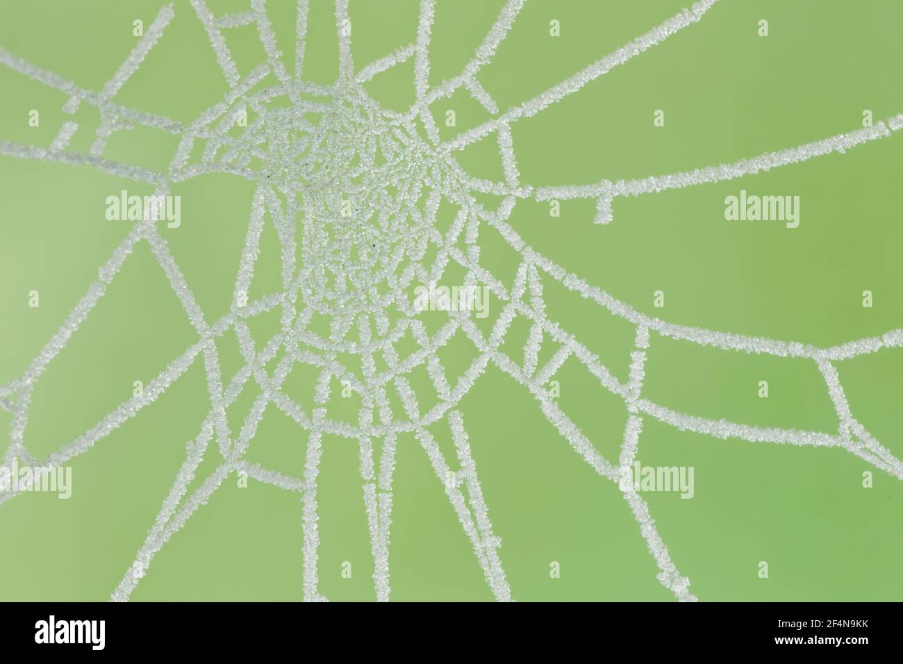Le Web de Digny Spider à WinterEssex, Royaume-Uni IN01005 Banque D'Images