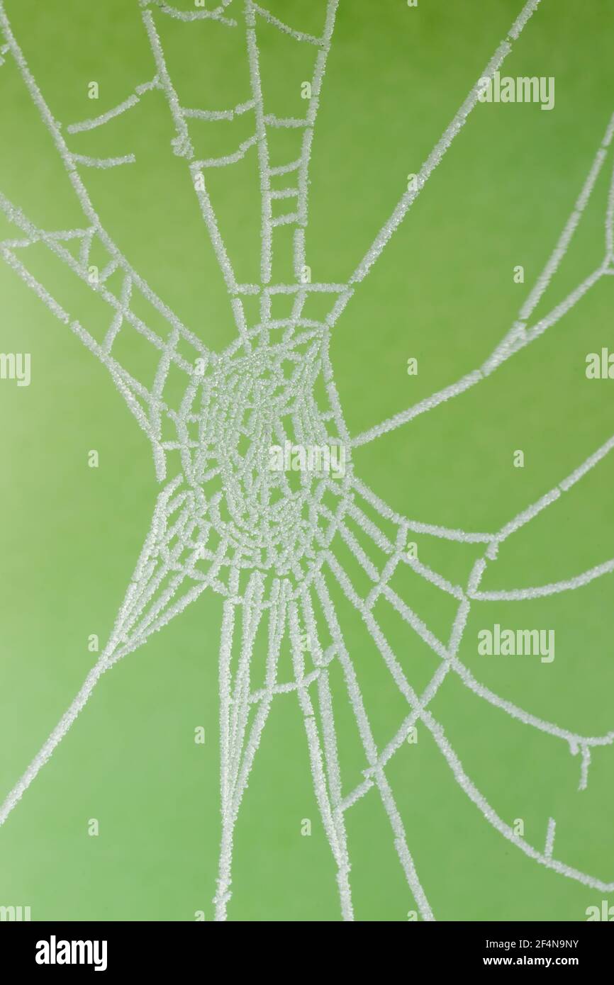 Le Web de Digny Spider à WinterEssex, Royaume-Uni IN01006 Banque D'Images