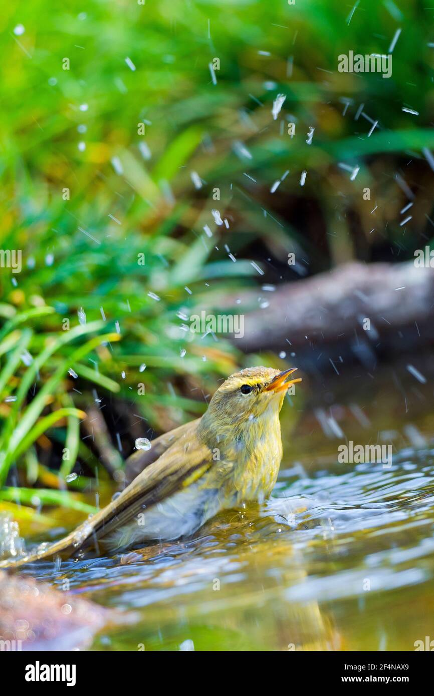 Paruline de saule, Phylloscopus trochilus, Étang forestier, Forêt méditerranéenne, Castille et Leon, Espagne, Europe Banque D'Images