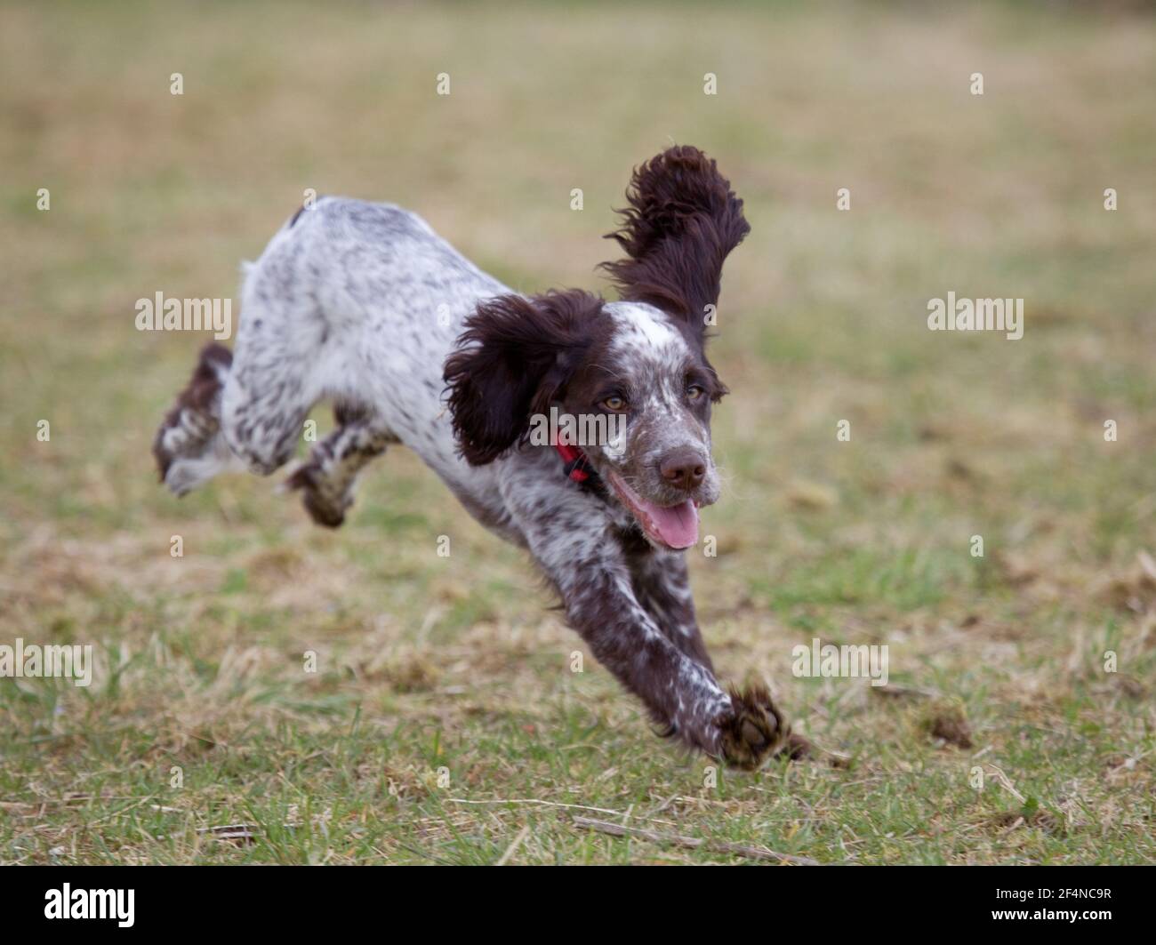 Cocker spaniel chiot courant vers l'appareil photo Banque D'Images