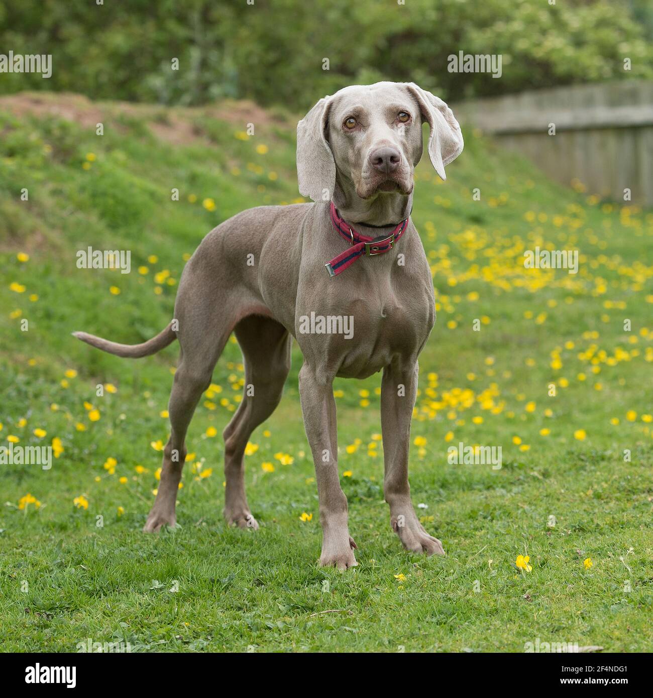 chien Braque de Weimar Banque D'Images